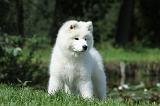 SAMOYEDE 022